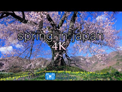 SPRING IN JAPAN 4K Ambient Aerial Nature Film + Piano Relaxation Music - Cherry Blossoms UHD