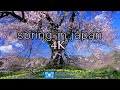 SPRING IN JAPAN 4K Ambient Aerial Nature Film + Piano Relaxation Music - Cherry Blossoms UHD