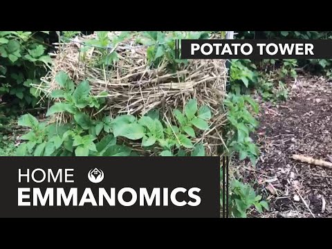 COVID-19 Survival Skill Five: How to Make a Potato Tower | Home Emmanomics | Episode 5