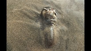 Carnivorous Snail Eats Hermit Crab Alive! Carnivorous Snail Eats Hermit Crab Alive!