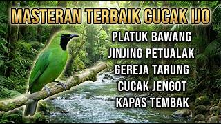 Download lagu MASTERAN TERBAIK CUCAK IJO,, PLATUK JINJING GEREJA JENGOT KAPAS TEMBAK !! mp3 Download lagu MASTERAN TERBAIK CUCAK IJO,, PLATUK JINJING GEREJA JENGOT KAPAS TEMBAK !! mp3