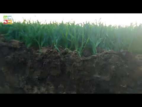 Bodenprofil bei Winterweizen (Podsol)