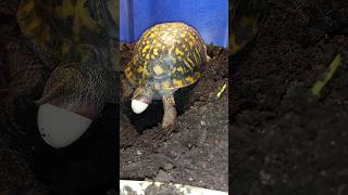 Box turtle laying eggs 2023