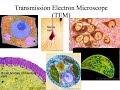 An Introduction To Cells