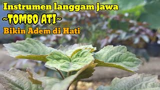 Download lagu instrumen langgam jawa || Tombo ati mp3 Download lagu instrumen langgam jawa || Tombo ati mp3
