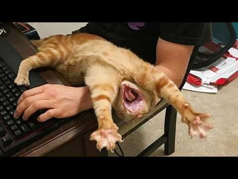 Le chat est un comique né vidéos drôles de chats 2025