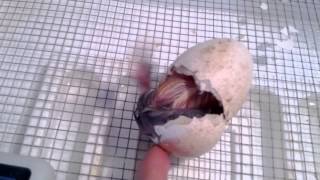 Baby Turkey Hatching