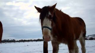 preview picture of video 'Winter Video Scottish Clydesdale Horses North Fife Scotland'