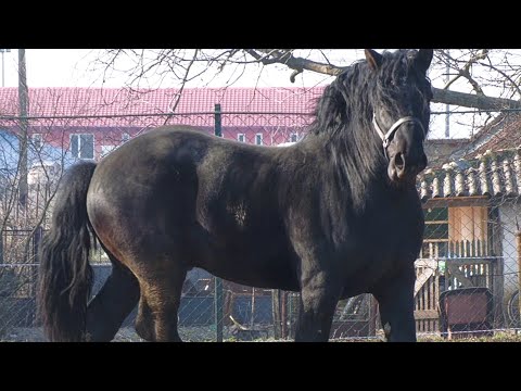 Caii lui Seba de la Semlac-Arad 2023