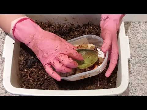 Feeding 72-day old ENC bin with 100 worms