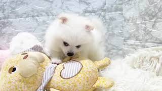 ポメラニアンの動画01