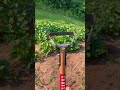 I M Impressed Craftsman Stirrup Garden Weed Hoe