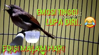 Download lagu KONSLETT FLAMBOYAN GACOR NEMBAK EMOSI TINGGI //Masteran Pancingan Malam Hari Terbaru mp3