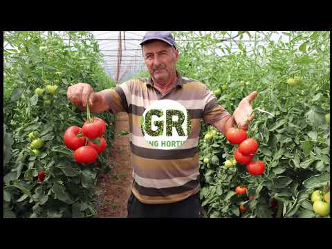 Canova F1 - Cultura de tomate în jud. Dâmbovița, loc. Băleni Sârbi, la domnul Vâlciu Cornel