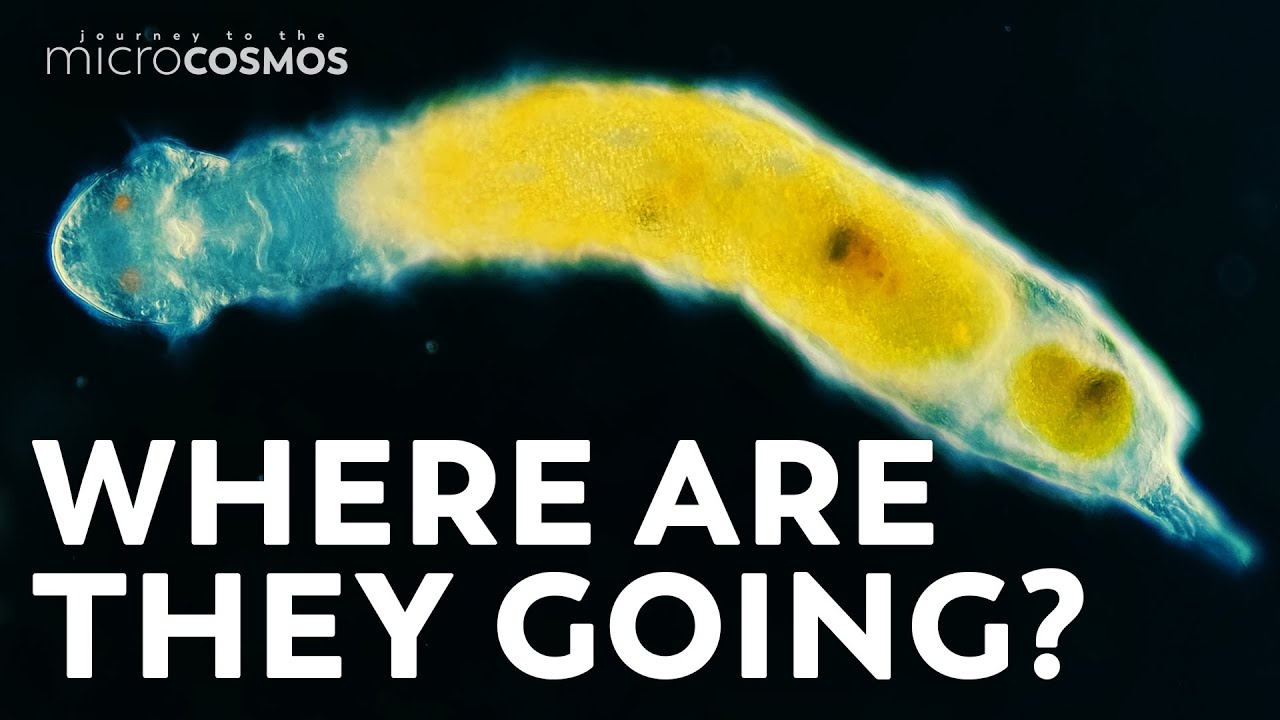 The Indecisive Evolution of Gastrotrichs