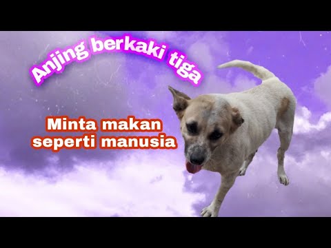 #Anjing bernasib malang, | dan berkaki tiga | sangat menyedihkan