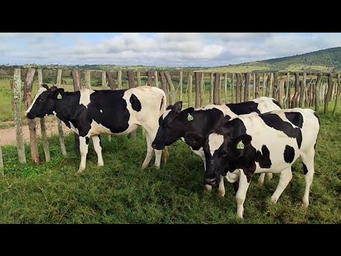 3 holandesas de inseminação! Fazenda Ouro Verde; Lagoa do Ouro-PE