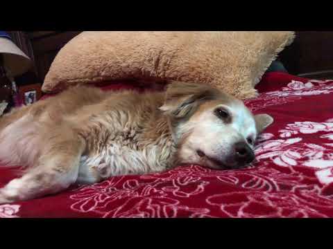 Perrito durmiendo como bebé