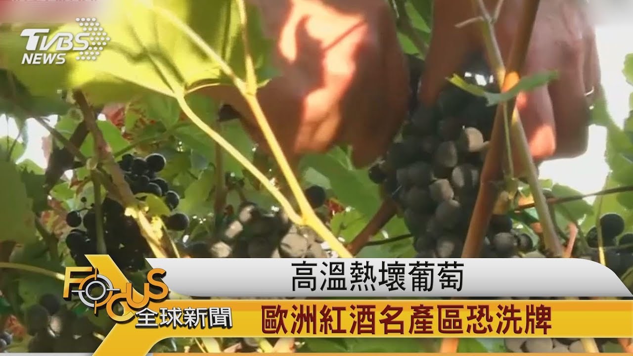 高溫熱壞葡萄 歐洲紅酒名產區恐洗牌