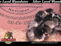 Video: Silver Laced Wyandottes