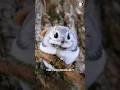 Japanese Flying Squirrel Adorable Flying Acrobats