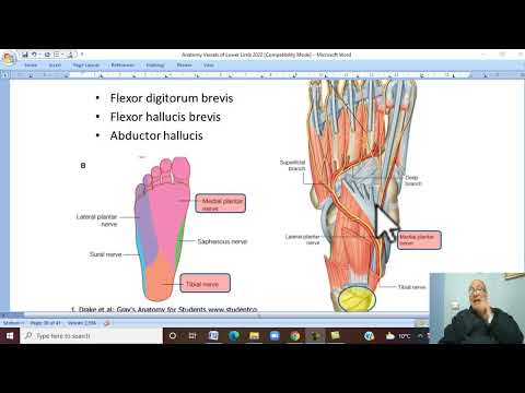 Musculo-skeletal Module ,Anatomy of Lower Limb in Aranic 33 ( Plantar arteries) by Wahdan