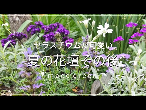 Veratrumについて詳しく解説