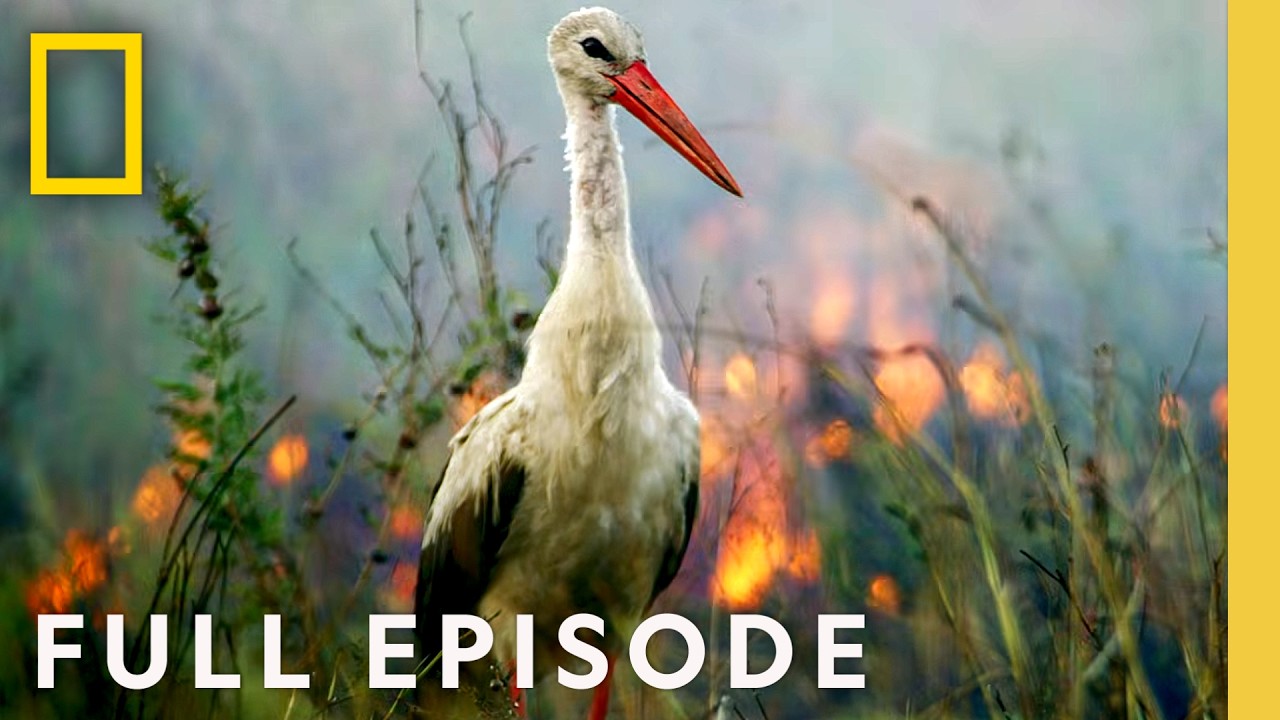 Dark Heart of the Earth (Full Episode) | Hostile Planet Compilation | National Geographic