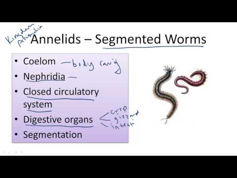 Annelids; Segmented Worms
