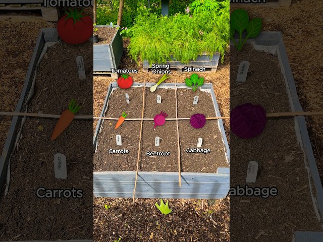 Vídeo relacionado con The Complete Guide to Raised Bed Gardening for Beginners: Comprehensive Guide to Growing Organic Vegetables, Achieving High Yields, and Cultivating a Thriving Garden in Any Space