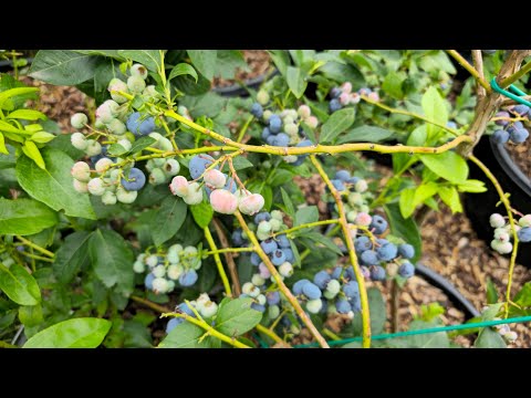 Kanadské borůvky - podzimní hnojení a úprava PH, podpora mrazuvzdornosti