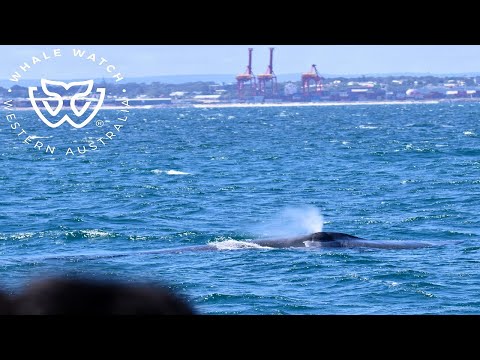 Blue Whales Visit Perth