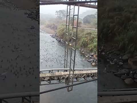 Puente El Carmen La Maná COTOPAXI. Patos cuervos🏞