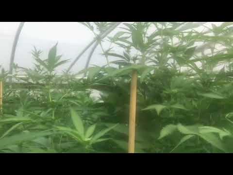 Growing Gelato 33 in Greenhouse (Light Dep) in NorCAL...