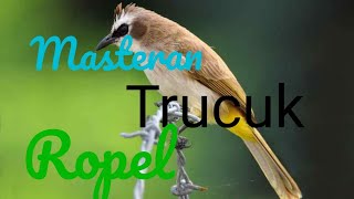 Download lagu masteran dahsyat trucukan ropel juara nasional mp3