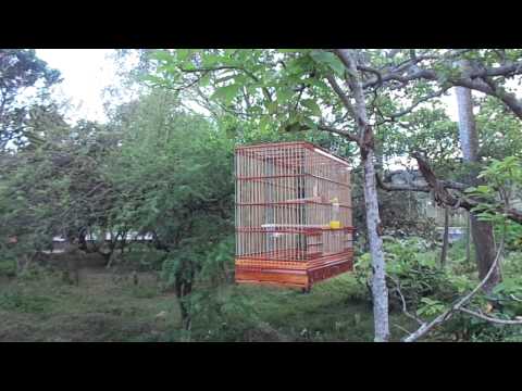 chorão de campo de hugo