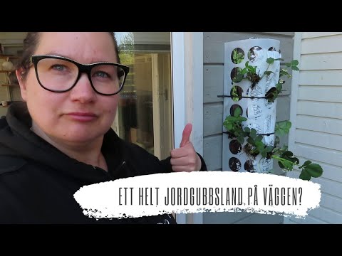 Ett jordgubbsland på balkongen? Gör så här!