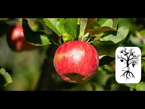 Alte Obstbäume schneiden im Herbst - Die erste Ernte nach dem Schnitt - mit jeder Menge Tipps!