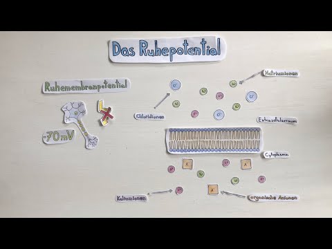 Das Ruhepotential
