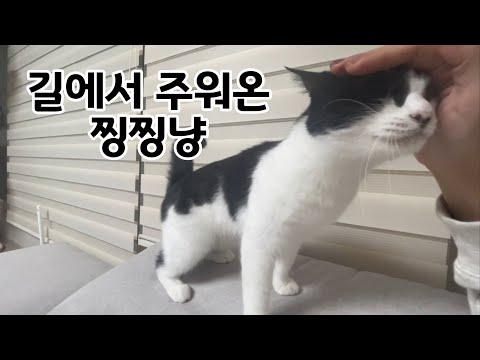 길에서 주워온 찡찡이