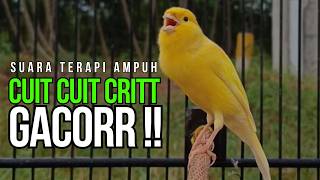 Download lagu Masteran Kenari Gacor Durasi Panjang !! Bikin Kenari Susah Bunyi Langsung Konslet & Emosi !! mp3