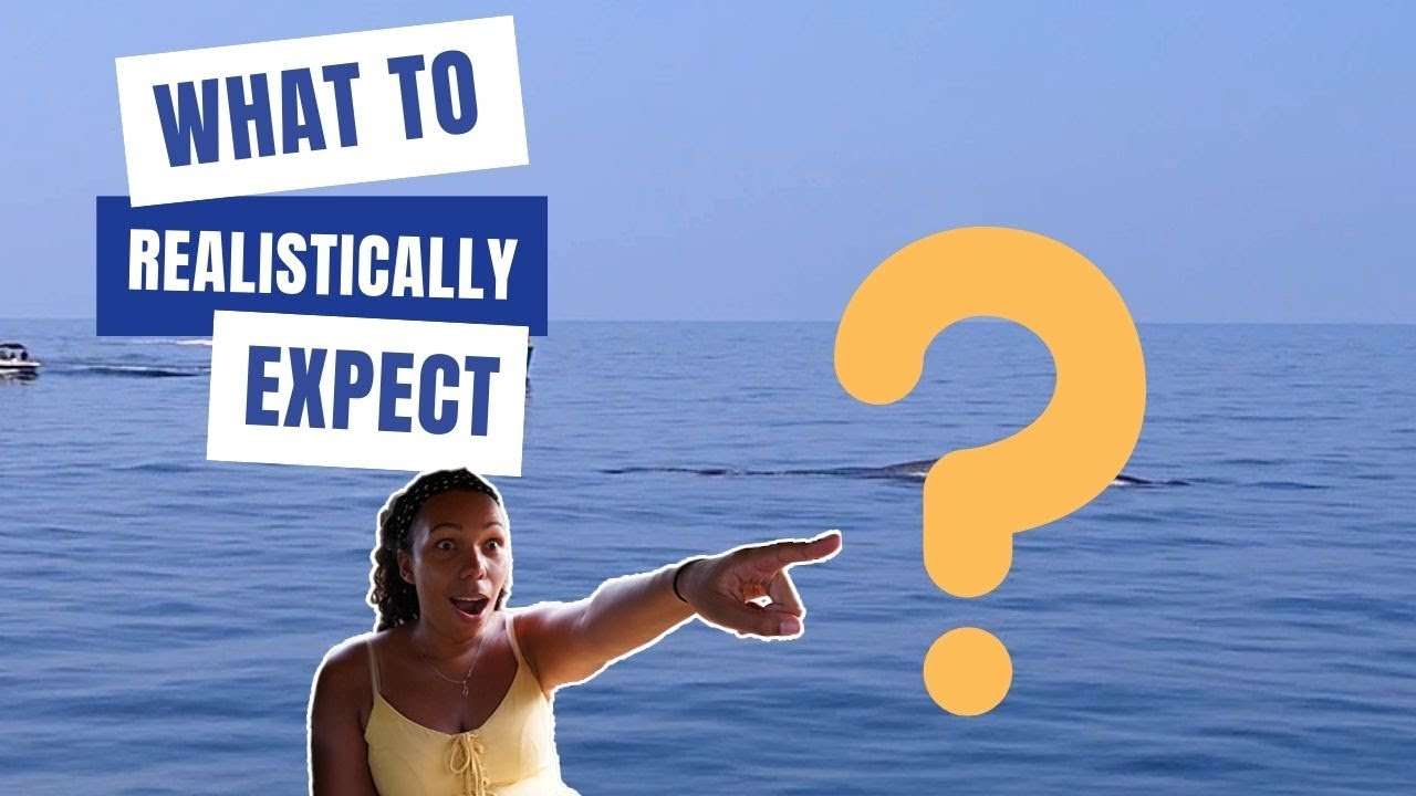 Travelers embark on Whale and Dolphin Watching and shares experience.