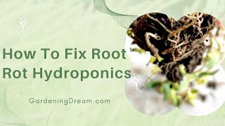 How To Fix Root Rot Hydroponics