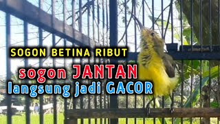 Download lagu SUARA SOGON BETINA RIBUT MEMANGGIL SOGON JANTAN... mp3