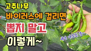 (고추바이러스치료 실험결과)고추나무에 청고병, 바이러스에 걸리면 뽑지말고 이렇게 예방 치료하고 고추나무에 새…