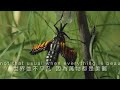 Ordinary Miracle - Sarah McLachlan - Movie - Charlotte's Web