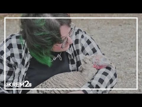 Tennessee farms offer cuddling sessions with turkeys - YouTube