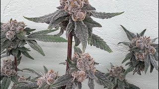 Mikes exotic genetics day 56 of flower Yikes, Marshmallow Mountain ￼, Fritter Gillter