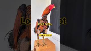 Download lagu Ayam pakhoy brakot brutal..#ayambangkok #ayampakhoy #ayamjago #kontenkreator #shorts #fyp mp3