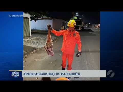 Bombeiros resgatam ouriço encontrado dentro de casa em Goianésia